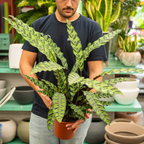 Simegarden Calathea lancifolia 17 cm - XXL