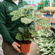 Simegarden Calathea makoyana 17 cm
