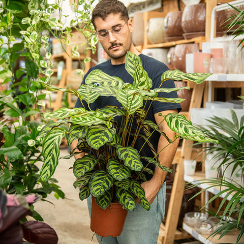 Simegarden Calathea makoyana 19 cm