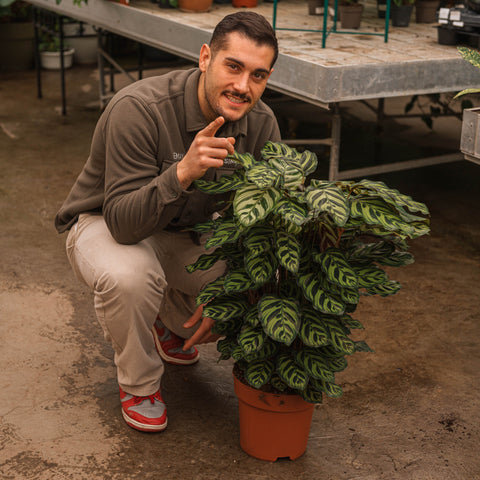 Simegarden Calathea makoyana