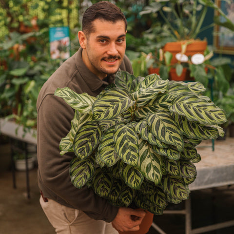 Simegarden Calathea makoyana