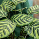 Simegarden Calathea makoyana