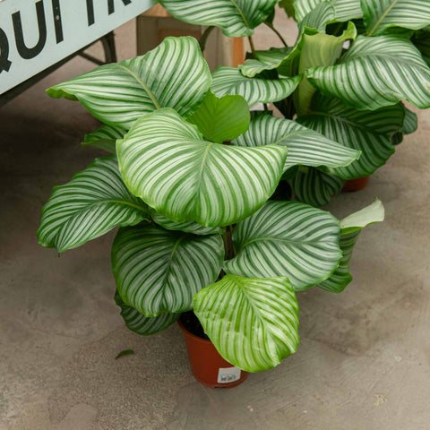 Simegarden Calathea orbifolia