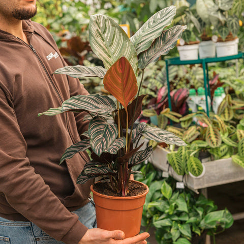 Simegarden Calathea ornata 17 cm