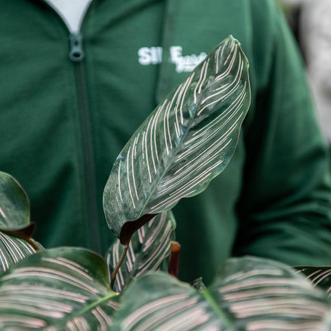 Simegarden Calathea ornata