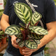 Simegarden Calathea roseopicta angela 12 cm