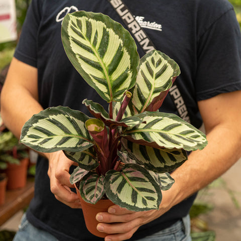 Simegarden Calathea roseopicta angela 12 cm