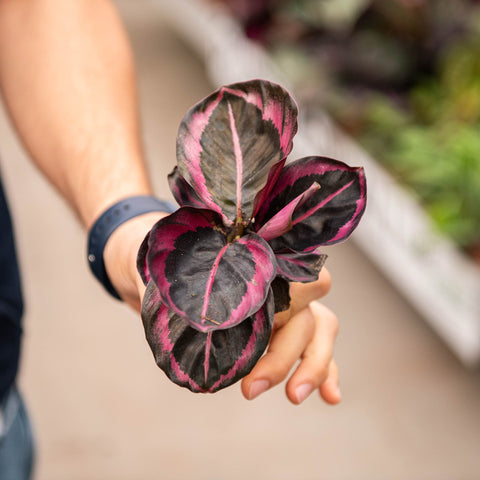 Simegarden Calathea roseopicta Princess Jesse 7cm