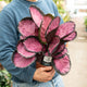 Simegarden Calathea roseopicta rosy 14 cm