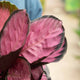 Simegarden Calathea roseopicta rosy