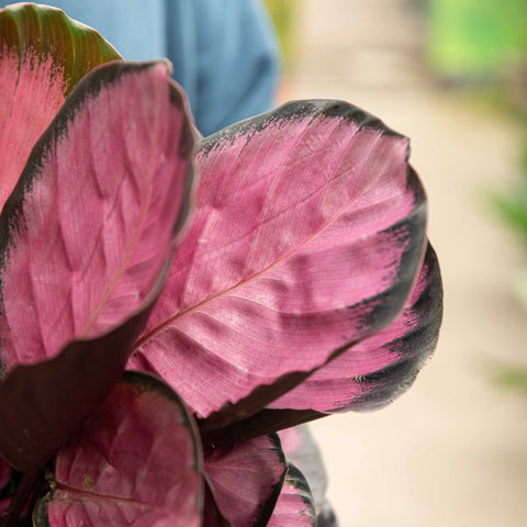 Simegarden Calathea roseopicta rosy