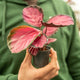 Simegarden Calathea roseopicta rosy 7cm