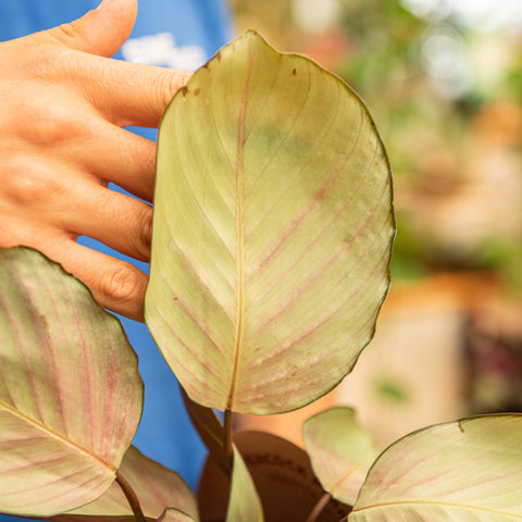 Simegarden Calathea roseopicta silver plate 11 cm