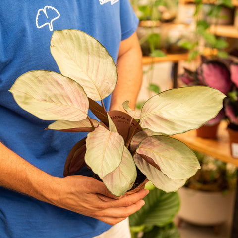 Simegarden Calathea roseopicta silver plate 11 cm