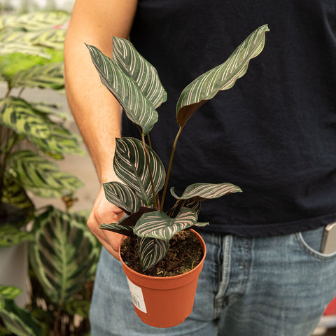 Simegarden Calathea sanderiana 12 cm