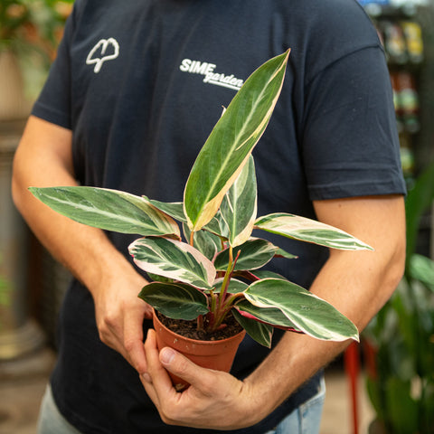 Simegarden Calathea triostar 12 cm