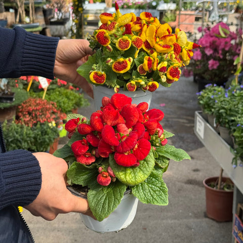 Simegarden Calceolaria 14 cm / Casuale