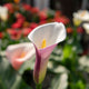Simegarden Calla rosa 21 cm
