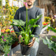 Simegarden Calla rosa 21 cm