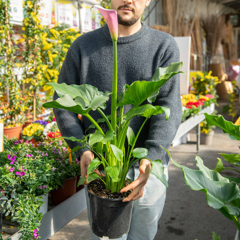 Calla Rosa Calla rosa - Zantedeschia flamingo - pianta di calla – Simegarden
