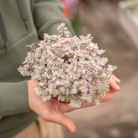 Simegarden Callisia repens "Magic Pink" 10.5 cm