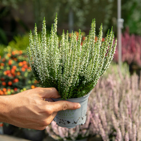 Simegarden Calluna vulgaris 12 cm / Bianco - verde