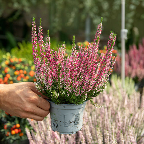 Simegarden Calluna vulgaris 12 cm / Rosa carico