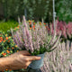 Simegarden Calluna vulgaris 12 cm / Rosa chiaro