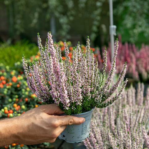 Simegarden Calluna vulgaris 12 cm / Rosa chiaro