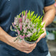Simegarden Calluna vulgaris 12 cm / Tricolore