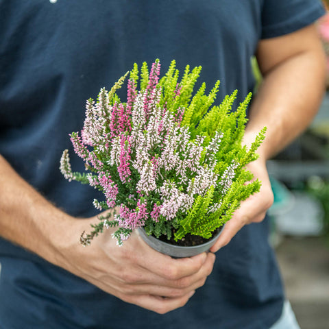 Simegarden Calluna vulgaris 12 cm / Tricolore