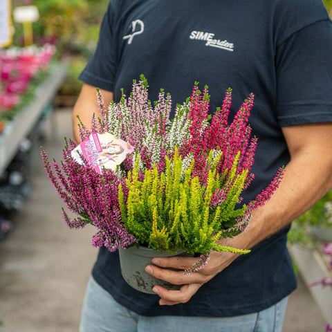 Simegarden Calluna vulgaris 17 cm - XXL / Tricolore