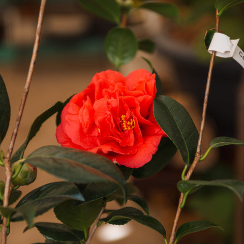 Simegarden camelia japonica 18 cm / Rosso
