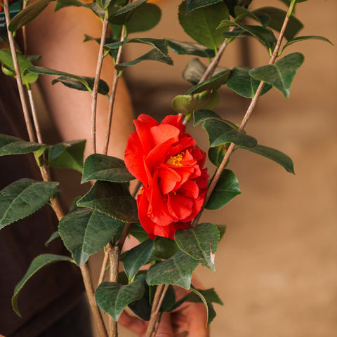 Simegarden camelia japonica 18 cm / Rosso