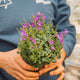 Simegarden Campanula portenschlagiana 11 cm / Viola