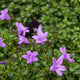 Simegarden Campanula portenschlagiana 14 cm