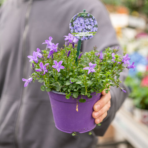 Simegarden Campanula portenschlagiana 14 cm