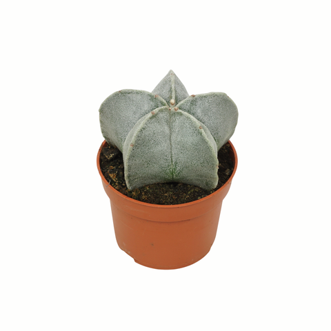 Simegarden Cappello del vescovo 10.5 cm