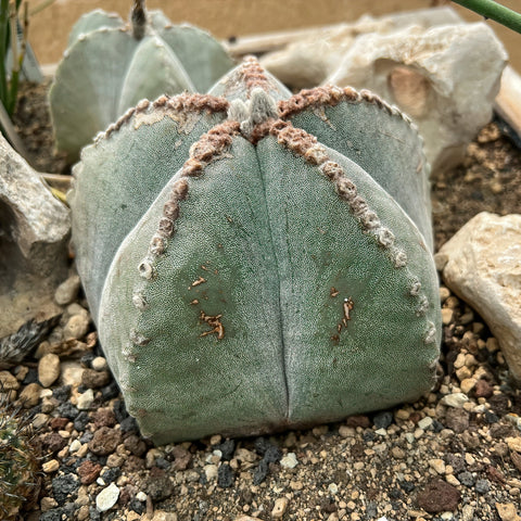 Simegarden Cappello del vescovo 13 cm - XXL