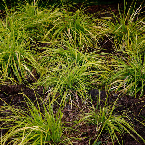 Simegarden Carex everillo 18 cm