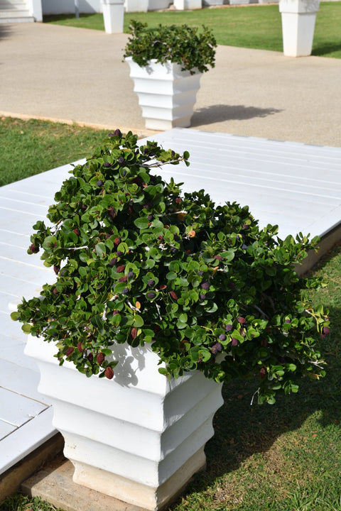 Simegarden Carissa grandiflora