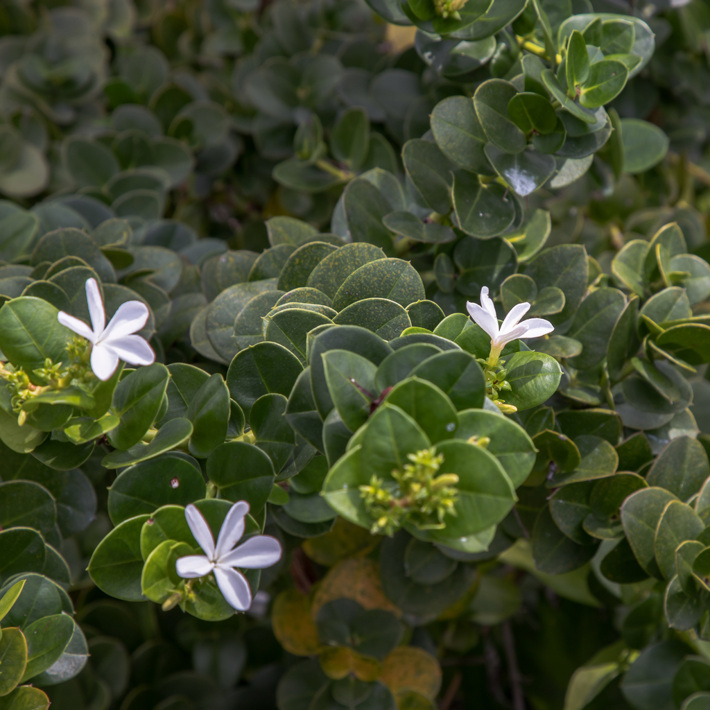 Carissa pianta - Carissa nana – Simegarden