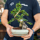 Simegarden Carmona microphylla 20 cm - vaso verde chiaro