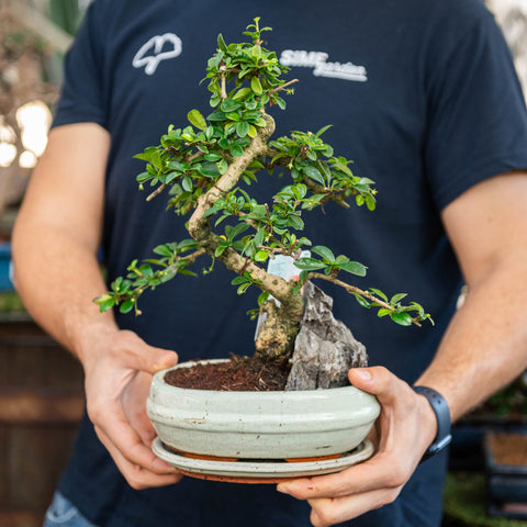 Simegarden Carmona microphylla 20 cm - vaso verde chiaro