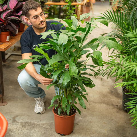 Simegarden Caryota mitis 24 cm