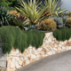 Simegarden Casuarina pianta 18 cm