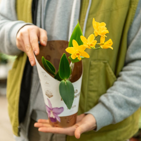 Simegarden Cattleya orchidea 12 cm / Giallo
