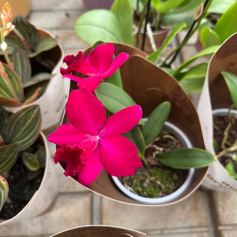 Simegarden Cattleya orchidea 12 cm / Magenta