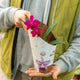 Simegarden Cattleya orchidea 12 cm / Magenta