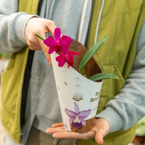 Simegarden Cattleya orchidea 12 cm / Magenta